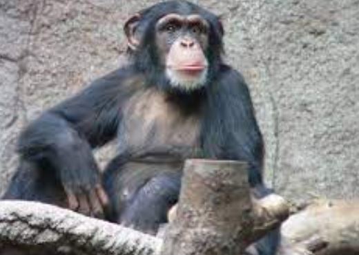 	ما هو متوسط عمر الشمبانزي ؟ كم يعيش الشمبانزي ؟