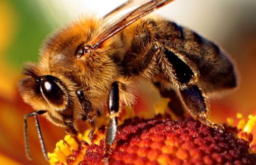 ما هو متوسط عمر النحلة ؟