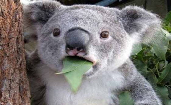 من هو  حيوان الكوالا .. مميزاته و معلومات أخرى ؟
