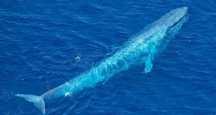 ما هو الحوت الأزرق ؟ و ما هي خصائصه و مميزاته ؟