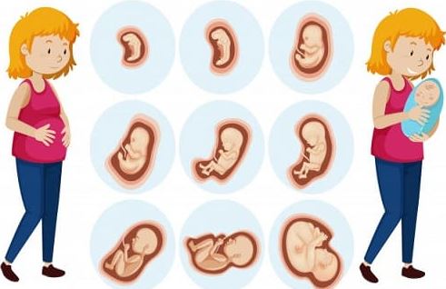 مراحل نمو وتطور الجنين خلال الأسبوع الخامس و السادس و السابع