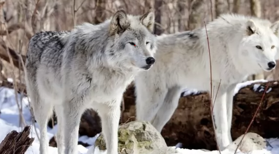 حقائق و أسرار عن الذئب القطبي 