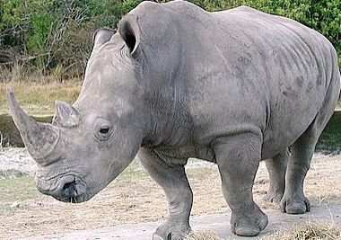 وصف وحيد القرن الأبيض