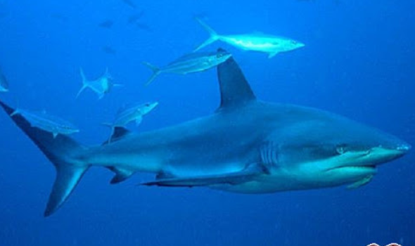 هل تشتم أسماك القرش حقا رائحة الدم؟