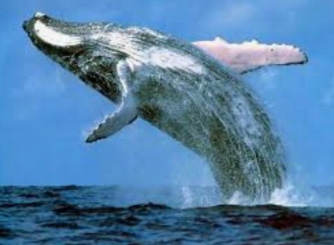 الحوت الأزرق أضخم الحيوانات في العالم