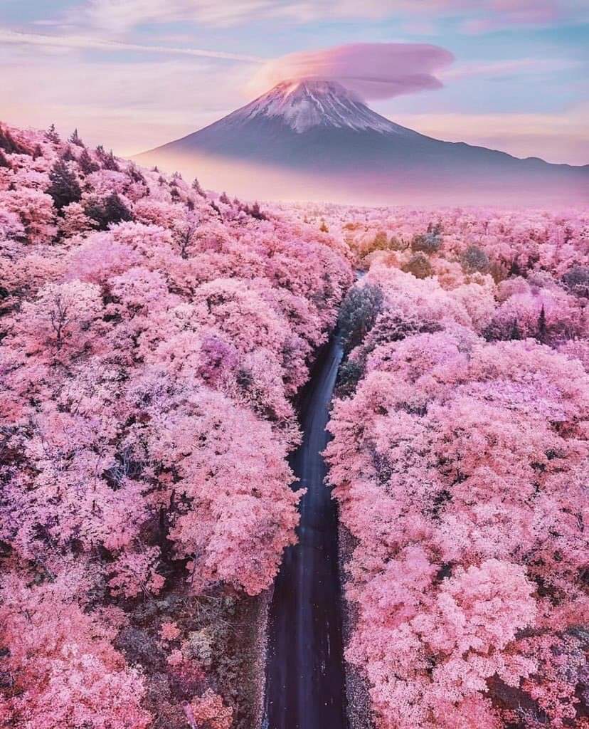  اشجار الكرز اليابانية:جمال ورمز الثقافة اليابانية