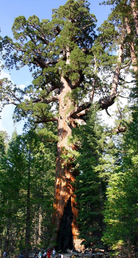  أكبر شجرة في العالم  حجما و كتلة ؟