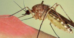 معلومات الحشرات الناقلة للأمراض