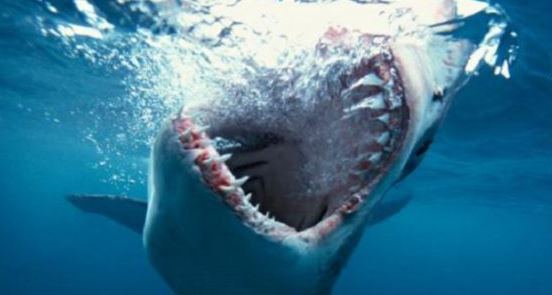    حقائق قد لا تعرفها عن أسماك القرش الأبيض الكبير