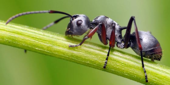 ما هو متوسط عمر النملة ؟