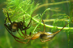 عنكبوت مائي معلومات أسرار